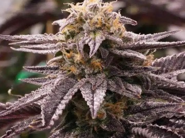 Vente: BLACK DOMINA - sungrown, organic California heirloom seeds