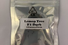 Auction: (AUCTION) Lemon Tree x F1 Durb from CSI Humboldt