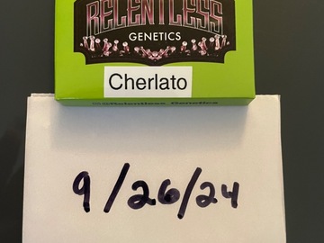 Venta: Cherlato- Relentless Genetics