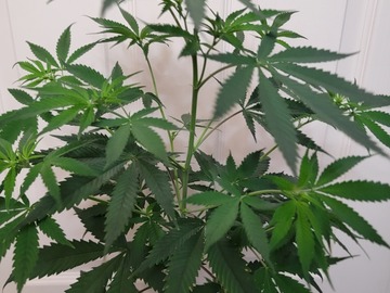 Venta: Denali x Green Crack - 3 Unrooted Snips