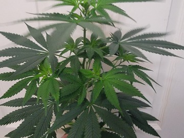 Venta: Sour Diesel x Purple Kush - 3 Unrooted Snips