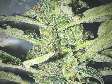 Venta: Sour Chem Dubb 34 (Chem #3 hybrid-10 feminized seeds per pack)