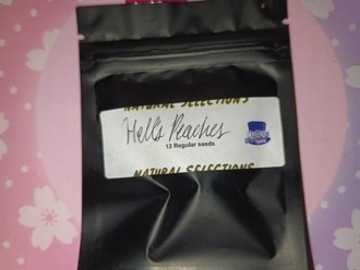 Auction: *Auction* Hell's Peaches - Natural Selections - Masonic Seed Co.