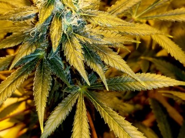 Verkaufen: Denali Skunk Piss (Denali Skunk x Ghost Piss) - 12 Regs