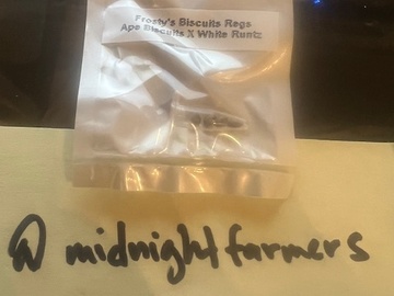 Venta: Dynasty Meds - Frosty Biscuits