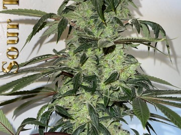 Sale: Sour Tangie Fem