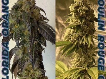 Sale: Orange OG