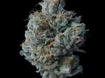 Venta: Zallah Bread Fem  Seeds - 10% OFF