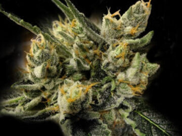 Vente: GMO Kosher Fem  Seeds - 10% OFF