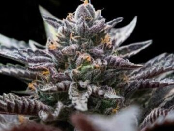 Vente: Double Stuffed Sorbet Fem  Seeds - 10% OFF