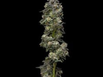 Vente: Bakers Delight  Seeds - 10% OFF
