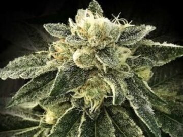 Verkaufen: White Chocolope Fem  Seeds - 10% OFF