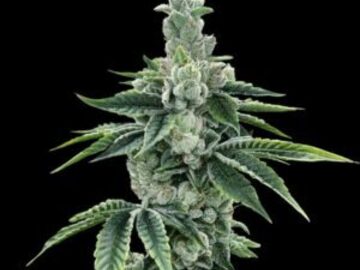 Verkaufen: Recon 2.0 Fem  Seeds - 10% OFF