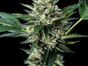 Verkaufen: Sour Garlic x Honey Banana Fem  Seeds - 10% OFF