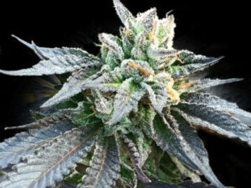 Verkaufen: Generation X-18 Reg  Seeds - 10% OFF