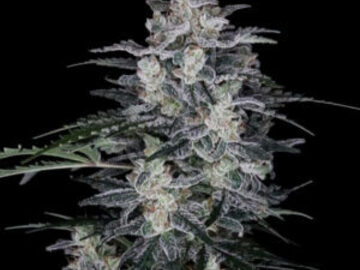 Verkaufen: MacNana auto  Seeds - 10% OFF