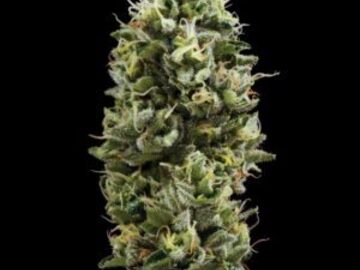 Sale: Snack Pack Fem  Seeds - 10% OFF