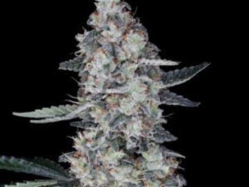 Sale: Watermelon Man Auto  Seeds - 10% OFF