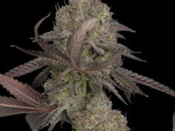 Venta: DNA Cake Fem  Seeds - 10% OFF