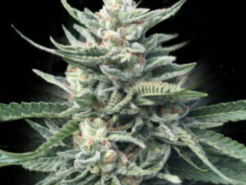 Venta: Chocolope 256 Fem  Seeds - 10% OFF
