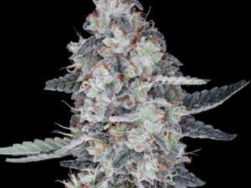 Venta: Patrick Swayze Auto  Seeds - 10% OFF