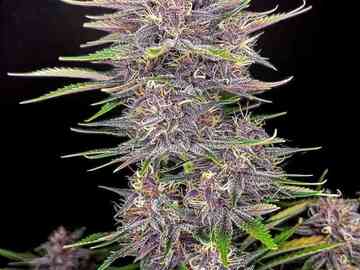 Vente: Banana Purple Punch x Big Jack - F1 Auto Flower Regular 40pk