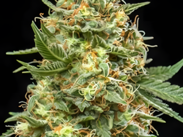 Venta: Wedding Cake x Jack Herer x White Widow Auto Regular Seeds 40pk