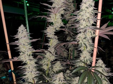 Vente: Relentless Genetics - Granddaddy Cherry
