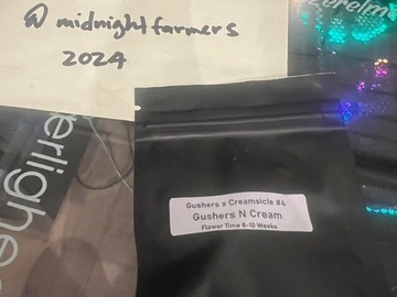 Venta: Clearwater Genetics - Gushers N Cream