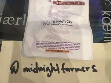 Vente: Envy Genetics – Georgia Cry (Georgia Pie x Cali Sunset)