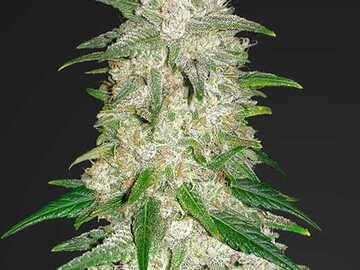 Sale: Gelat OG (Gelato x OG Kush) Auto Flower Regular Seeds 100pk