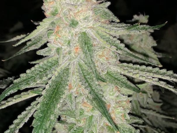 Sale: OG Kush Jack (OG Kush) x (Jack Herer x White Widow) F1 Auto 100pk