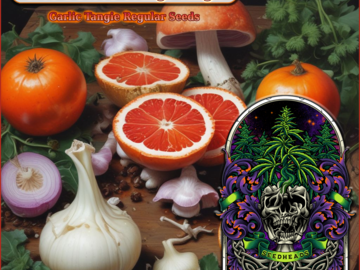 Vente: GMO x Blood Orange Tangie 12 Reg Seeds
