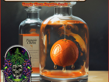 Vente: Blood Orange Tangie F2 x Chem 91 BX F2 12 Regular Seeds