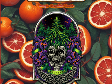 Vente: Blood Orange Tangie F3 -20 Seeds