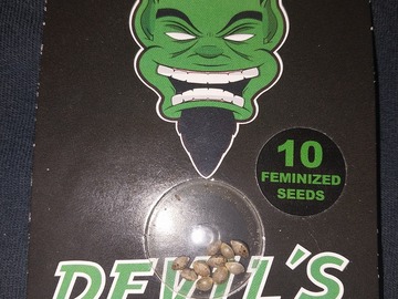 Verkaufen: 10 Shoreline Feminized Seeds by Devil's Harvest