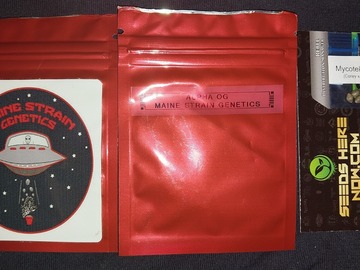 Verkaufen: SALE - 20 Alpha OG Regs by Maine Strain + Hell Star 6 Regs