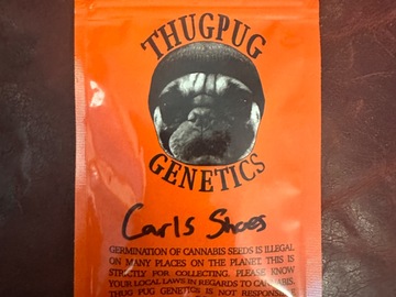 Vente: Thug Pug Carls Shoes