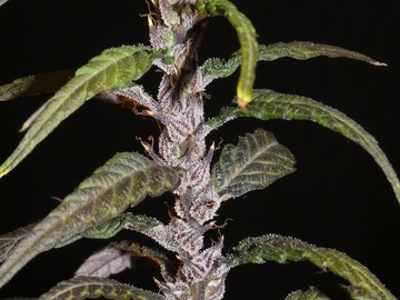 Verkaufen: Laos Muang Sing - 12 Regs - Khalifa Genetics