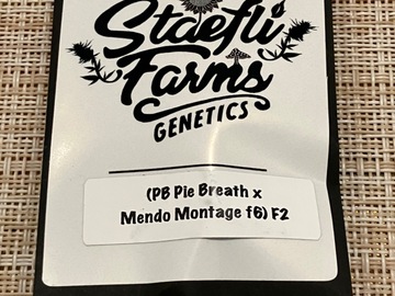 Verkaufen: Staefli Farms - Purple Peanuts F2