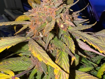 Verkaufen: Huckleberry Molasses - 10 Regs Photoperiod seeds