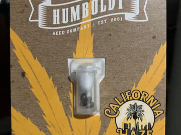 Sale: "CALIFORNIA HAZE" 5-PACK From Humboldt Seed Company