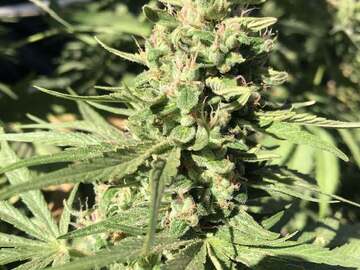 Vente: Lemon Napali