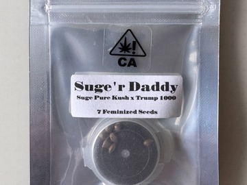 Verkaufen: CSI Humboldt - Suge'r Daddy (Suge Pure Kush x T-1000)