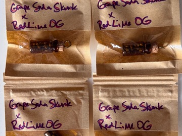 Verkaufen: Ozark / Hooligan Selections - (Grape Soda Skunk x Red Lime OG)