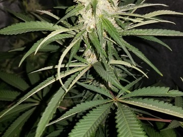 Verkaufen: Lucid Ember (Lemon Lights x Chocolate Thai) - 12 Regs