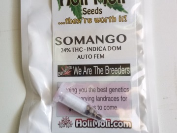 Vente: ON SALE!! 6 FEMINIZED SOMANGO AUTOFLOWER SEEDS