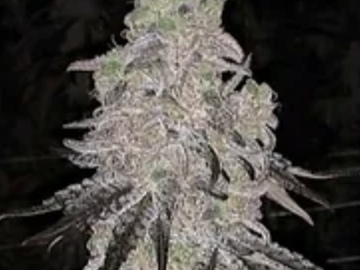 Sale: Kush Mints