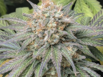 Vente: Stardust Stank (R) – Northern Lights x Skunk x Alien OG - 5 pack