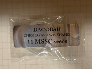 Sale: Doc D - Dagobah (Chem D x A5 Haze/Thai Bx)